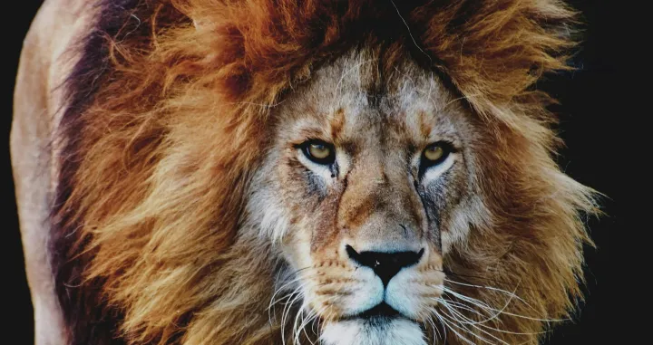 Ilustracija/ Pexels/