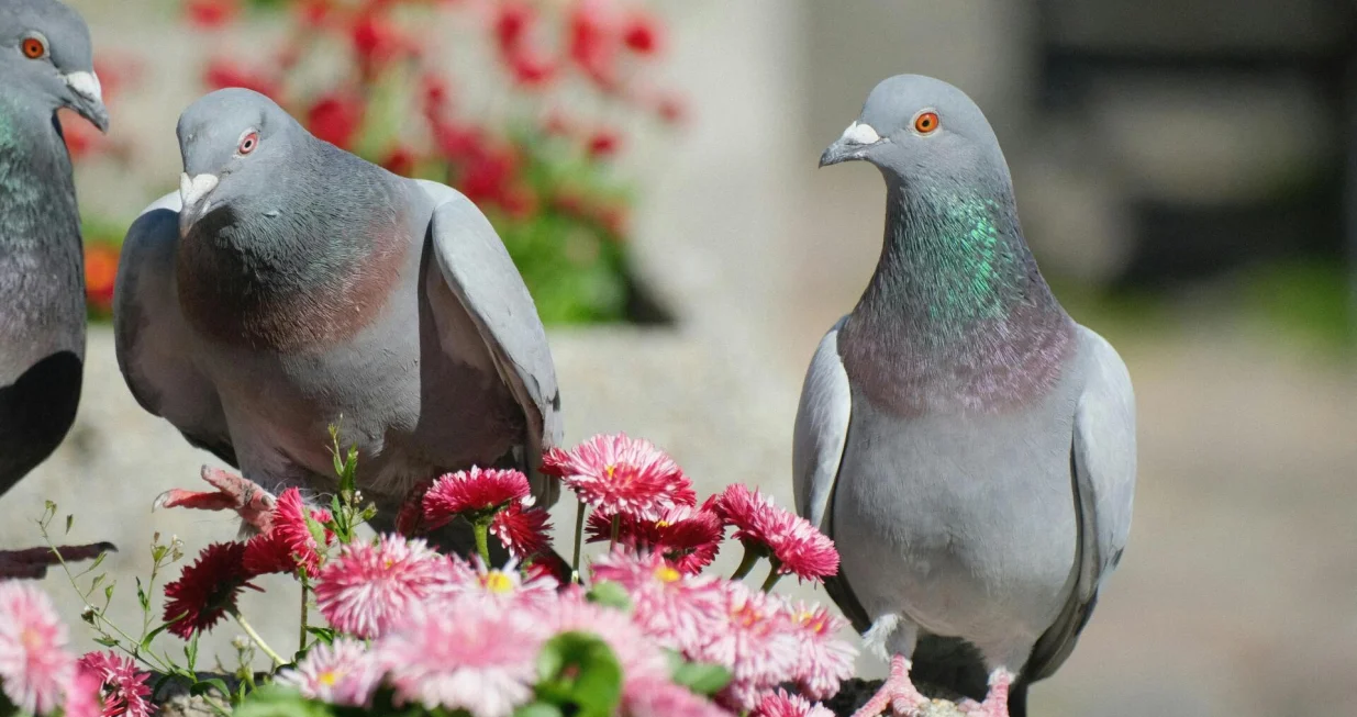 Jednostavno rješenje protiv golubova/Pexels