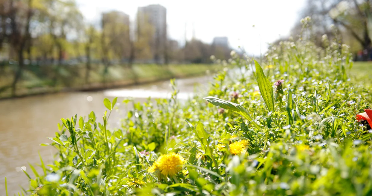 Proljeće ilustracije/Damir Deljo