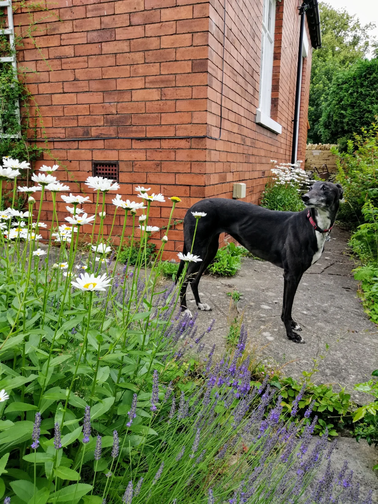 I ljubimci uživaju/