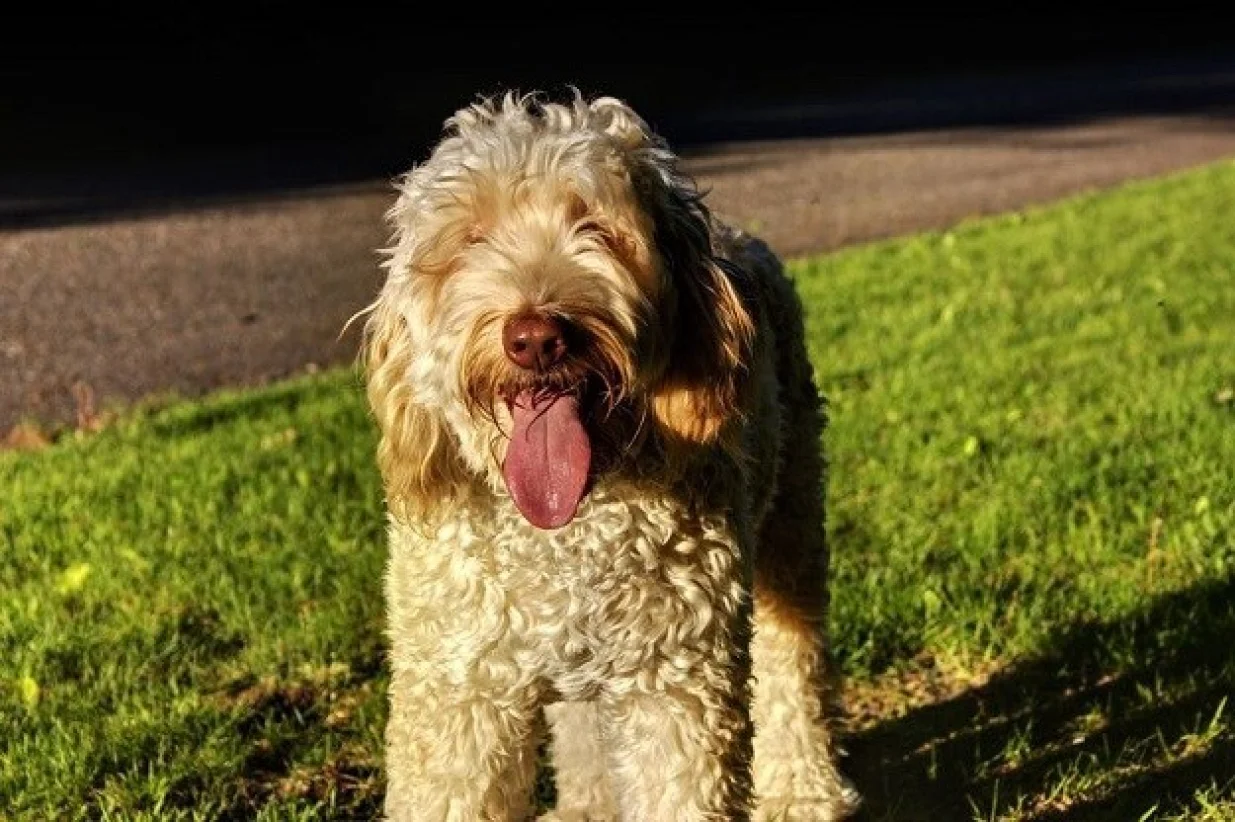 labradoodle pas/