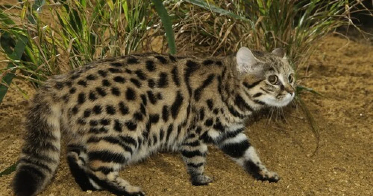 Najsmrtonosnija mačka/