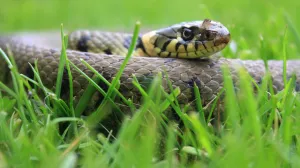 STRAH I TREPET GUAMA; Zmije i pauci preplavili su otoka i vlasti jos nisu našle način kako da ih se riješe/Ahmed Bosnić