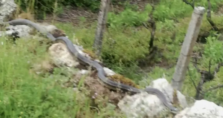 Dalmatinski udav/Radio Imotski