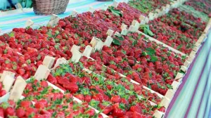 Jagode proizvodnja jagoda/