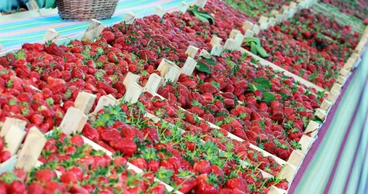 Jagode proizvodnja jagoda/