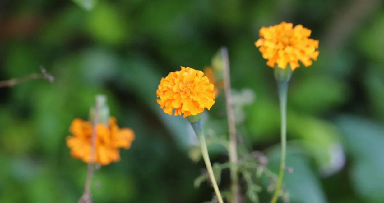 Ona je tihi čuvar doma, biljka koja unosi toplinu i mirise djetinjstva/Unsplash