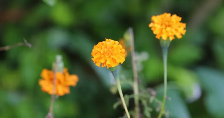 Ona je tihi čuvar doma, biljka koja unosi toplinu i mirise djetinjstva/Unsplash