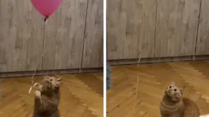 Video je na TikToku sakupio više od 11 miliona pregleda/Tiktok/screenshot