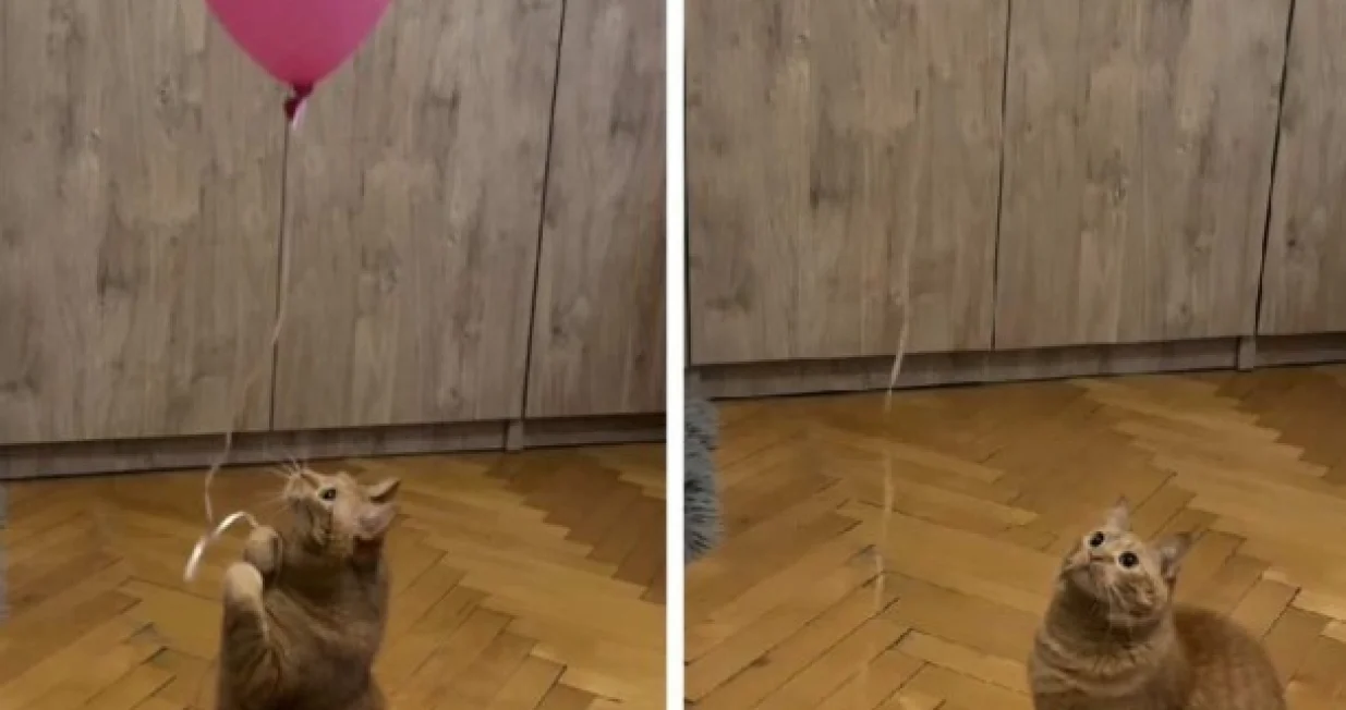 Video je na TikToku sakupio više od 11 miliona pregleda/Tiktok/screenshot