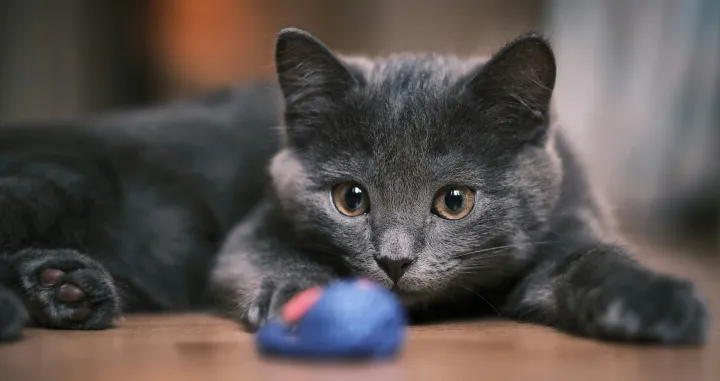 Nemojte ih imati u kući/Unsplash