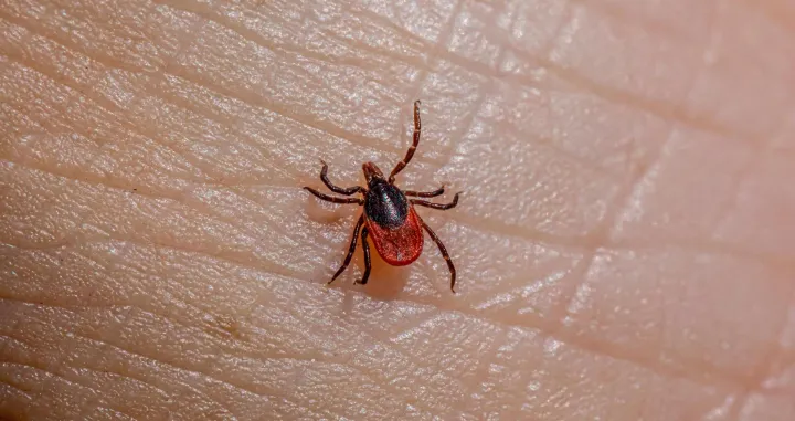 Izvucite krpelja bez brige/Pexels