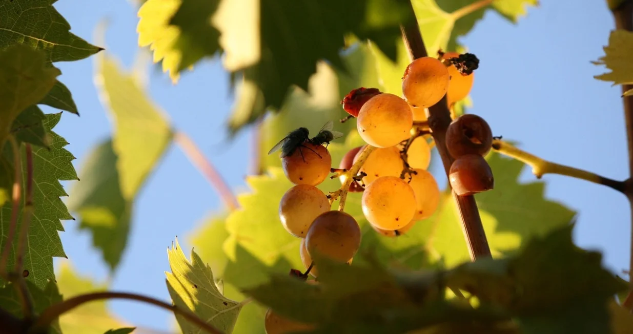 Držite mušice podalje od kuće/Pixabay