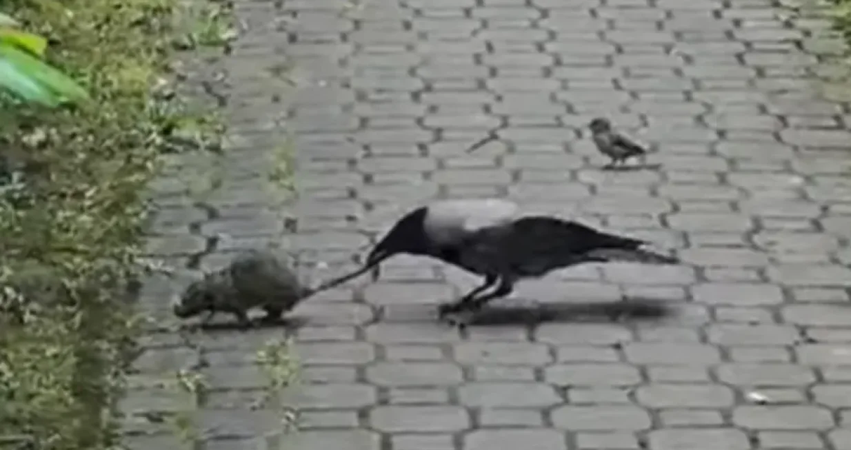 Screenshot/ Facebook/ ATV/