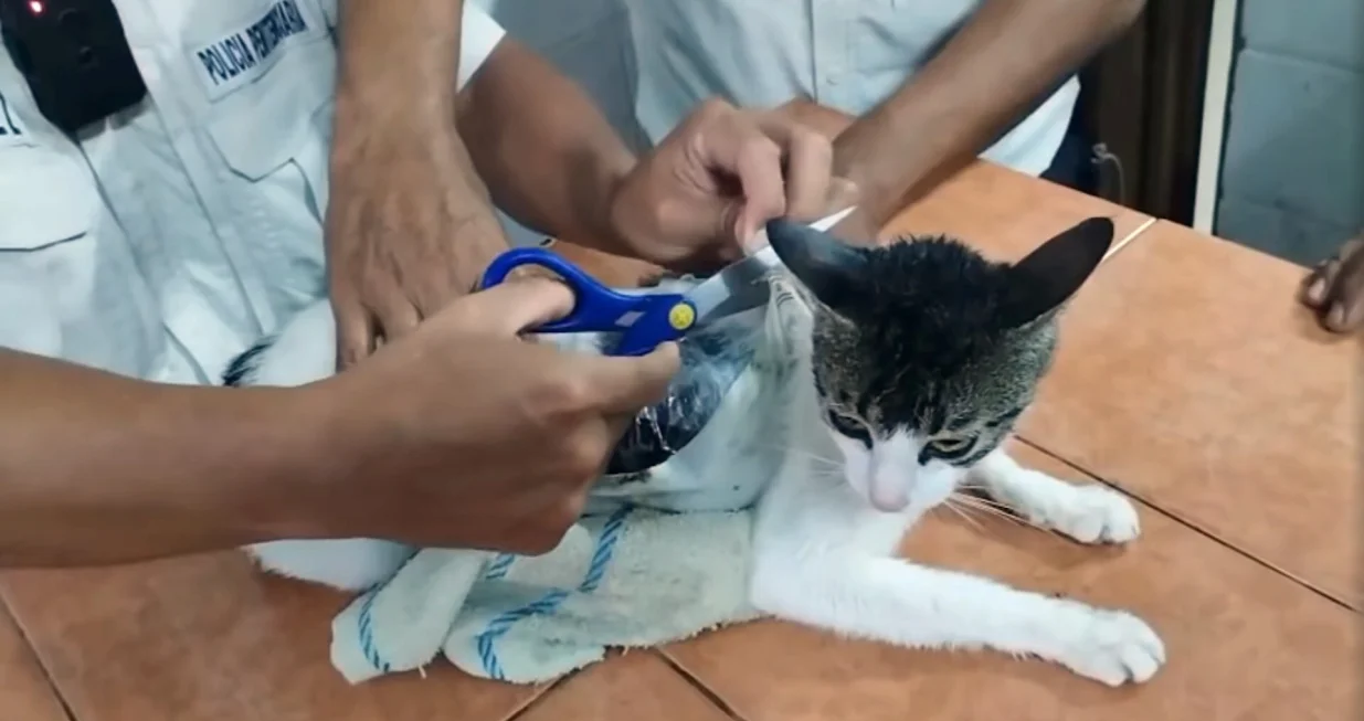 Mačka, droga, Kostarika, zatvor/Prtsc