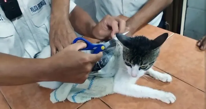 Mačka, droga, Kostarika, zatvor/Prtsc