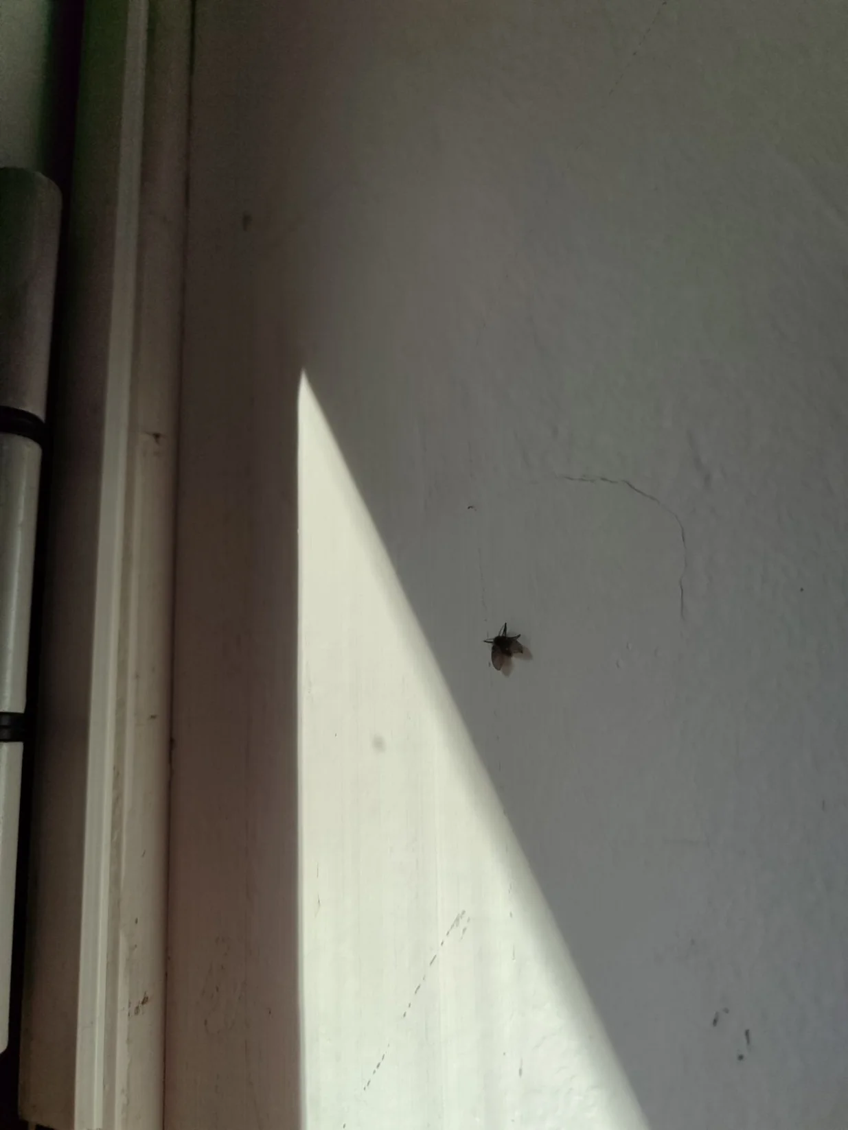 Mušice nakon deratizacije i dezinfekcije/