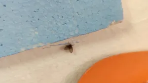 Mušice nakon deratizacije i dezinfekcije, na dan 20.05.2025/