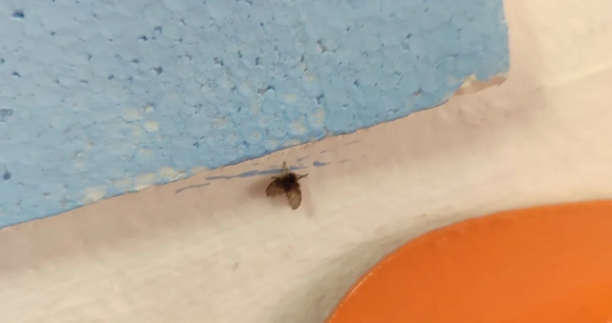 Mušice nakon deratizacije i dezinfekcije, na dan 20.05.2025/