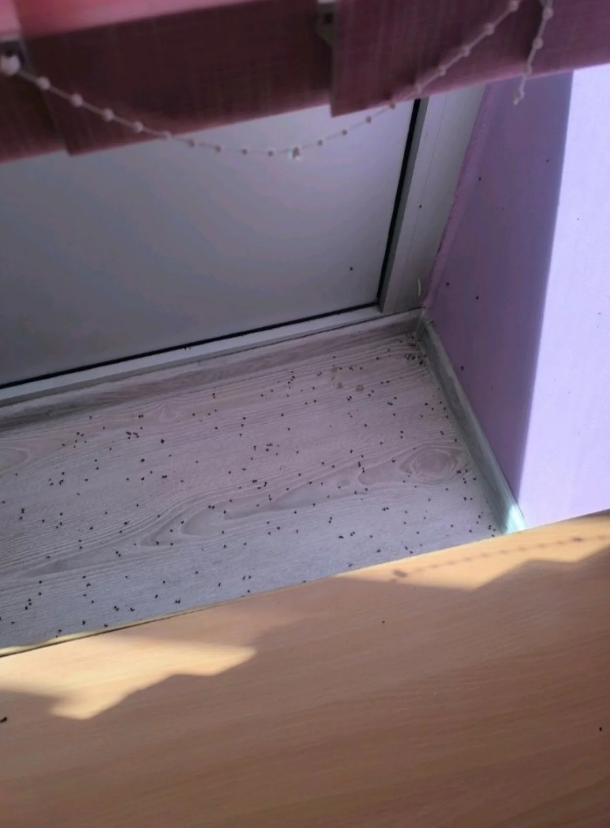 Mušice u ponedjeljak 12.05.2025./