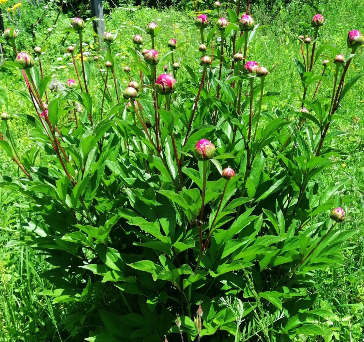 Božur uAninom vrtu, 26. 5. 2025./