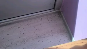 Mušice u ponedjeljak 12.05.2025./