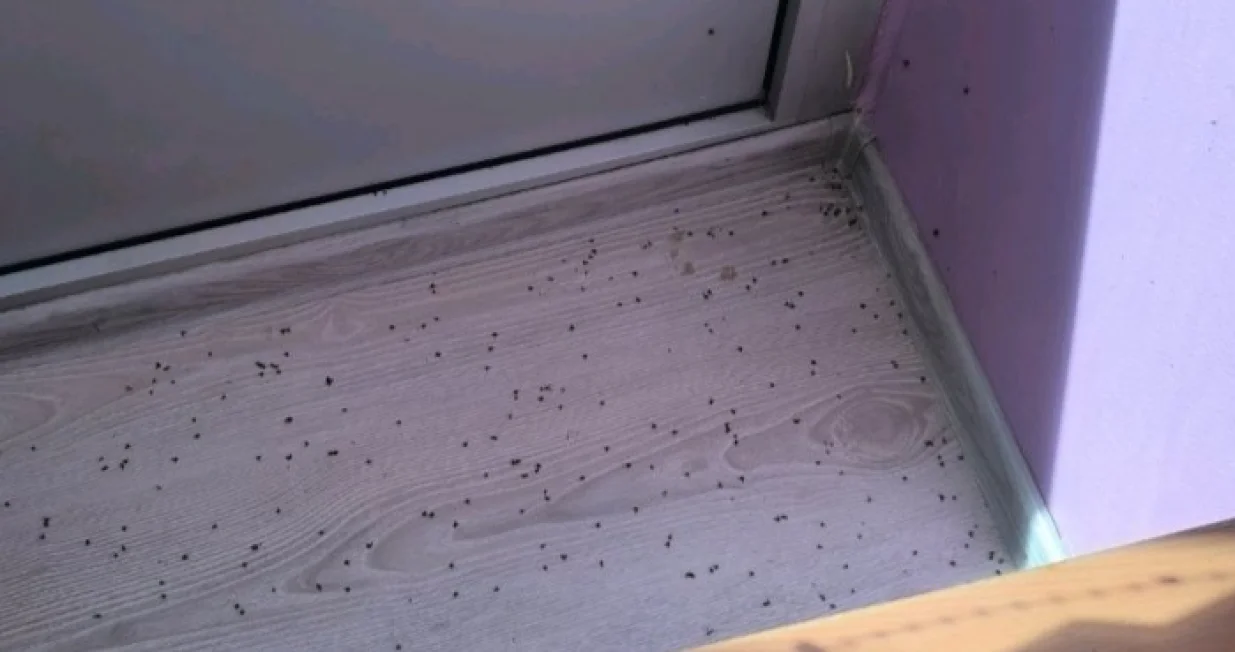 Mušice u ponedjeljak 12.05.2025./