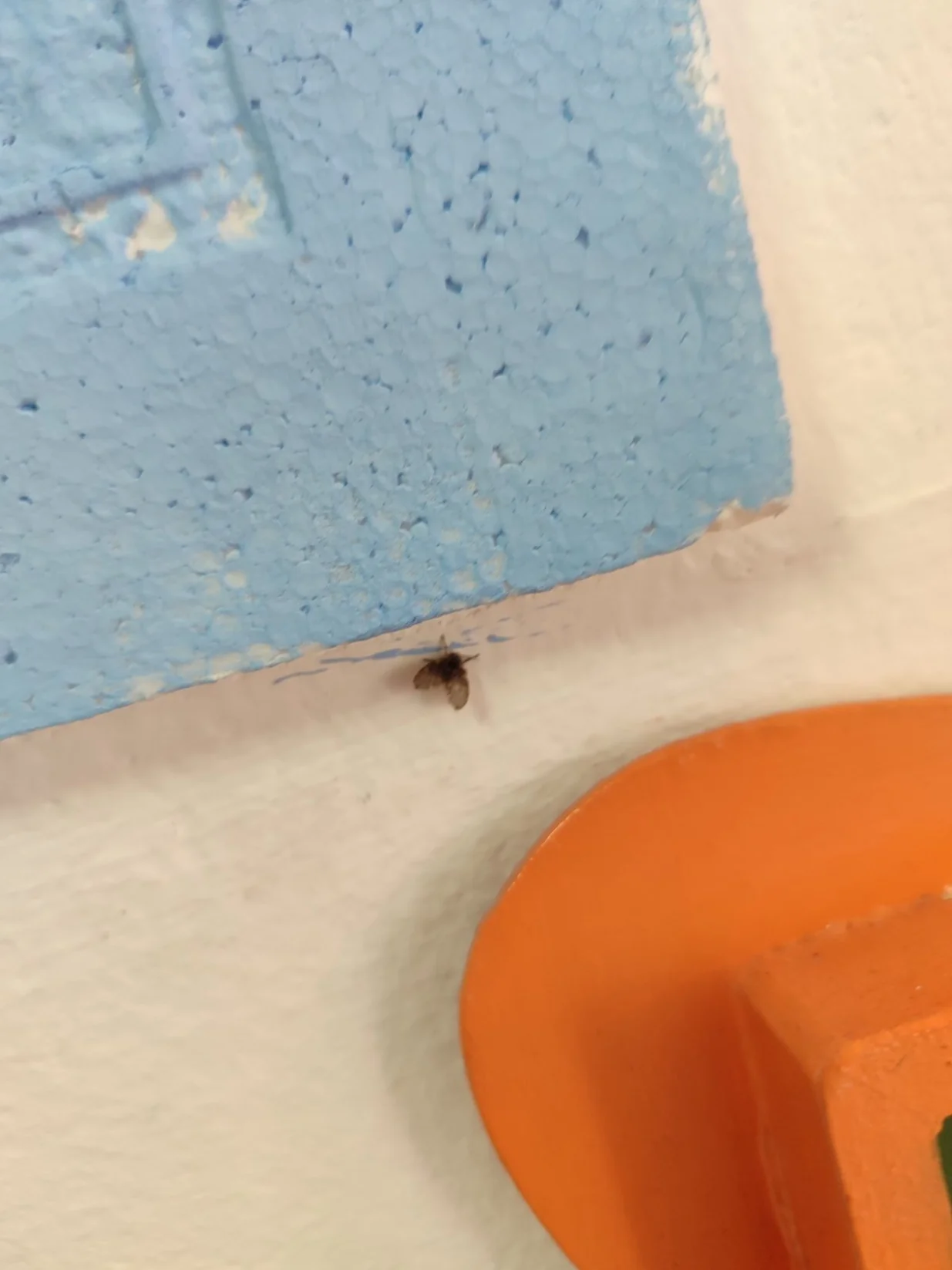 Mušice nakon deratizacije i dezinfekcije, na dan 20.05.2025/