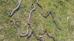 mještanin našao sedam poskoka, banja luka, debeljaci/Atv 