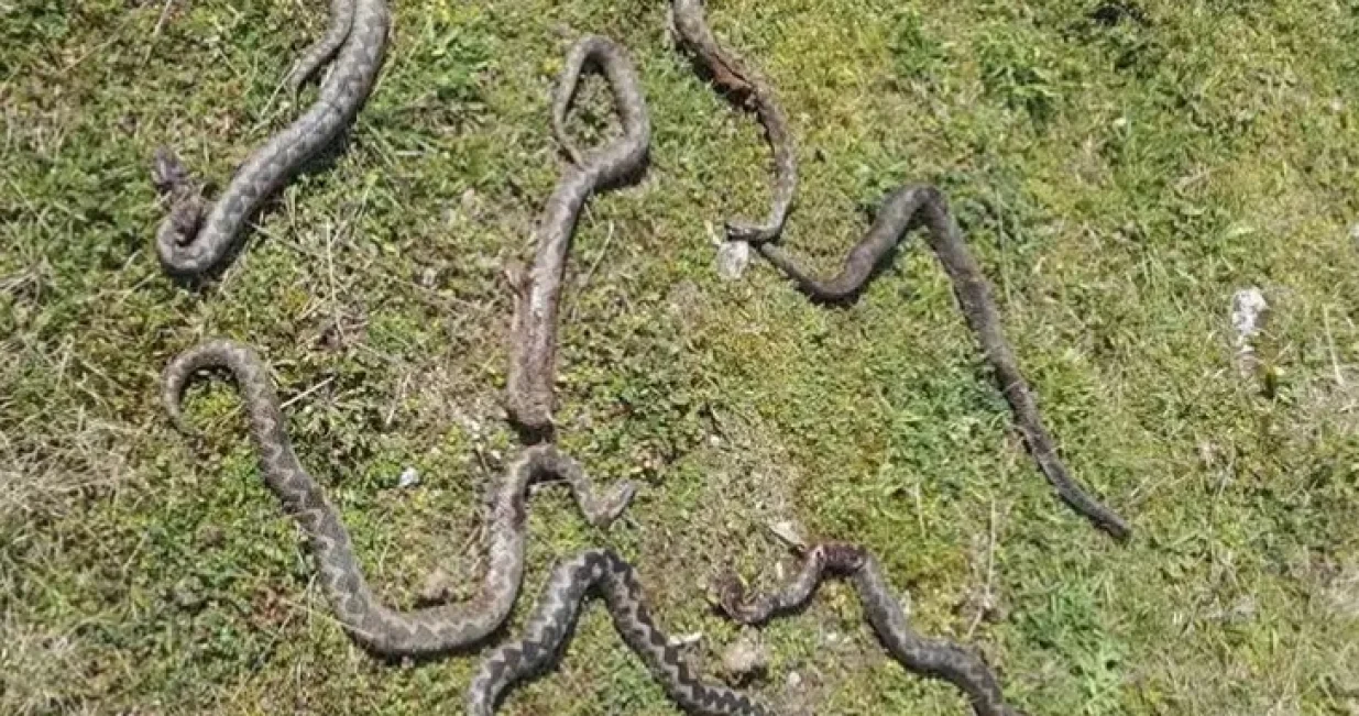 mještanin našao sedam poskoka, banja luka, debeljaci/Atv 