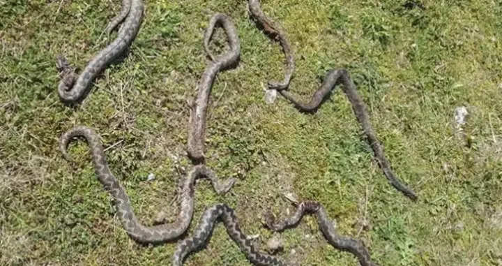 mještanin našao sedam poskoka, banja luka, debeljaci/Atv 