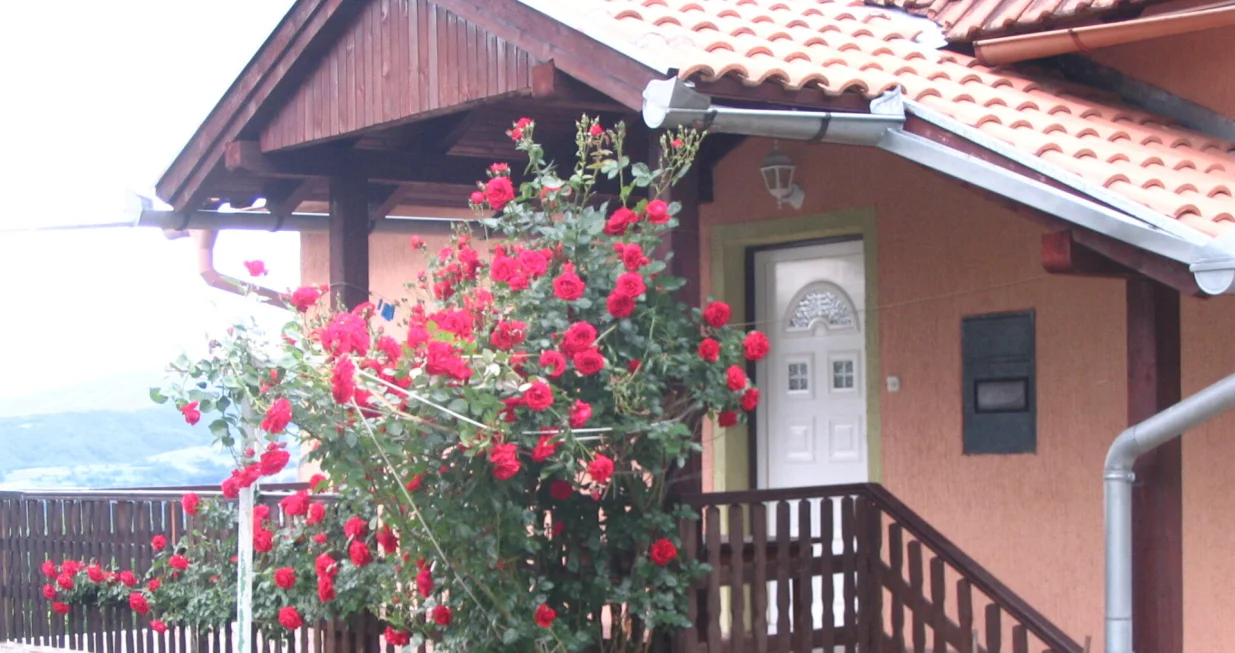 Trajno cvjetajuća penjačica/