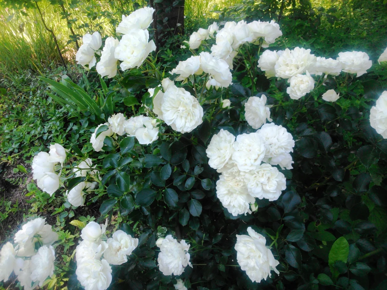 Ruža pokrivač tla/