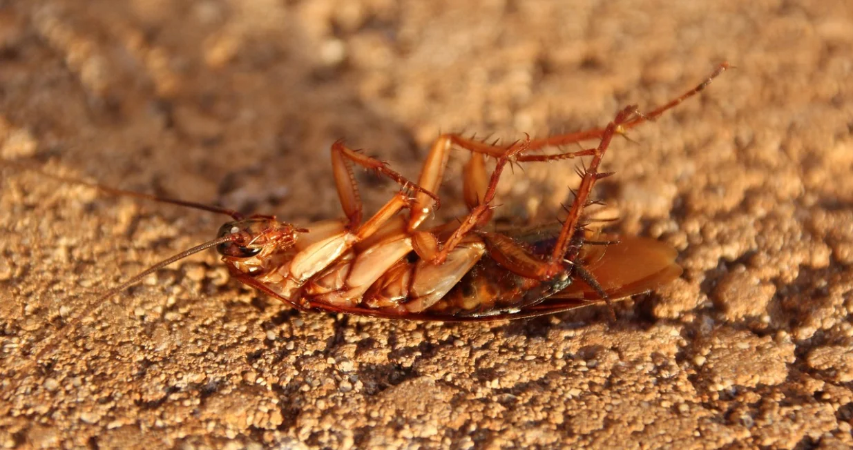 Kućni načini za borbu protiv nepoželjnih gostiju/Pixabay