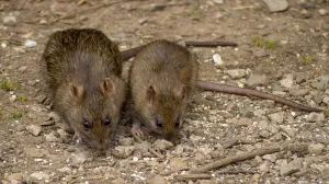 misevi deratizacija/