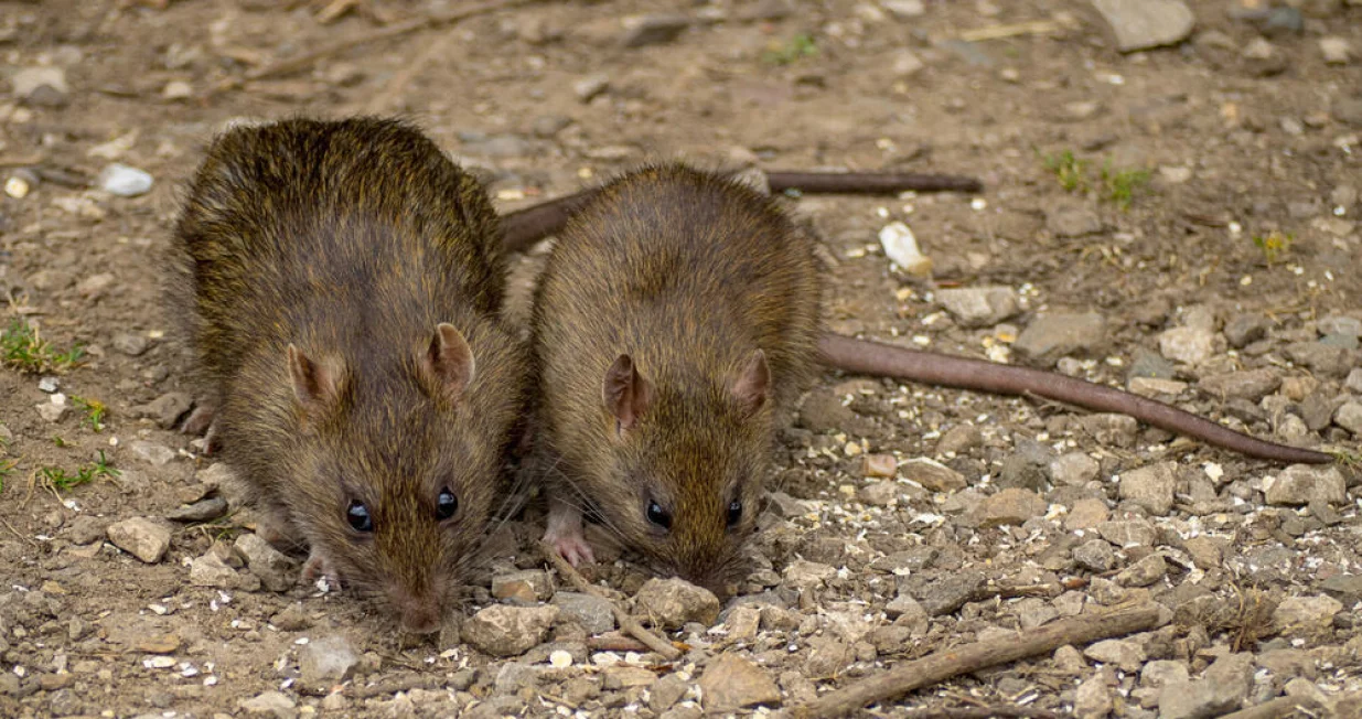 misevi deratizacija/