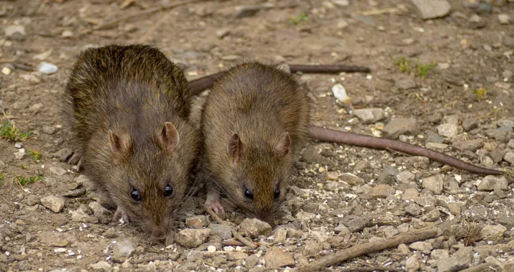 misevi deratizacija/