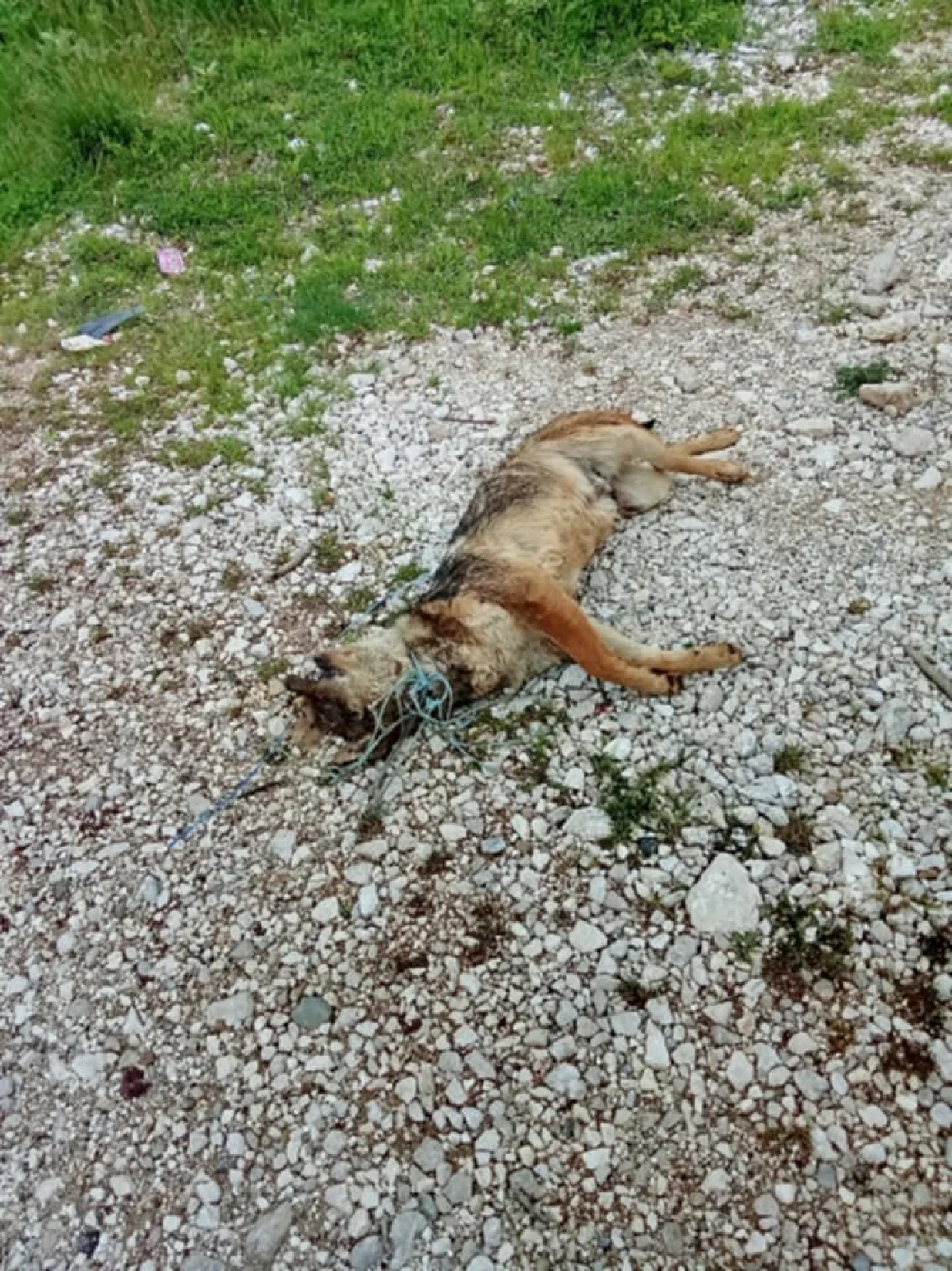 Zlostavljanje psa, vukao ga automobilom dok nije uginuo, selo kod Nevesinja/Facebook