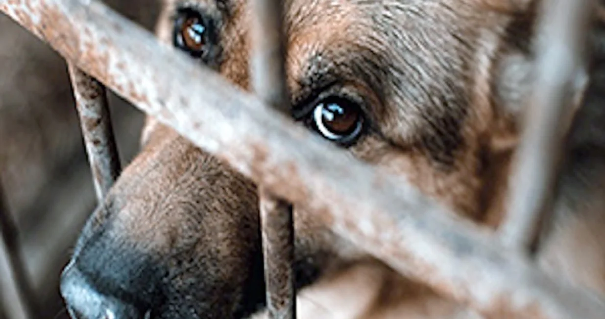 Pas, ilustracija, boks, kavez, cuko/