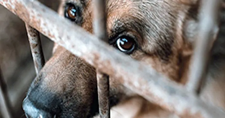 Pas, ilustracija, boks, kavez, cuko/