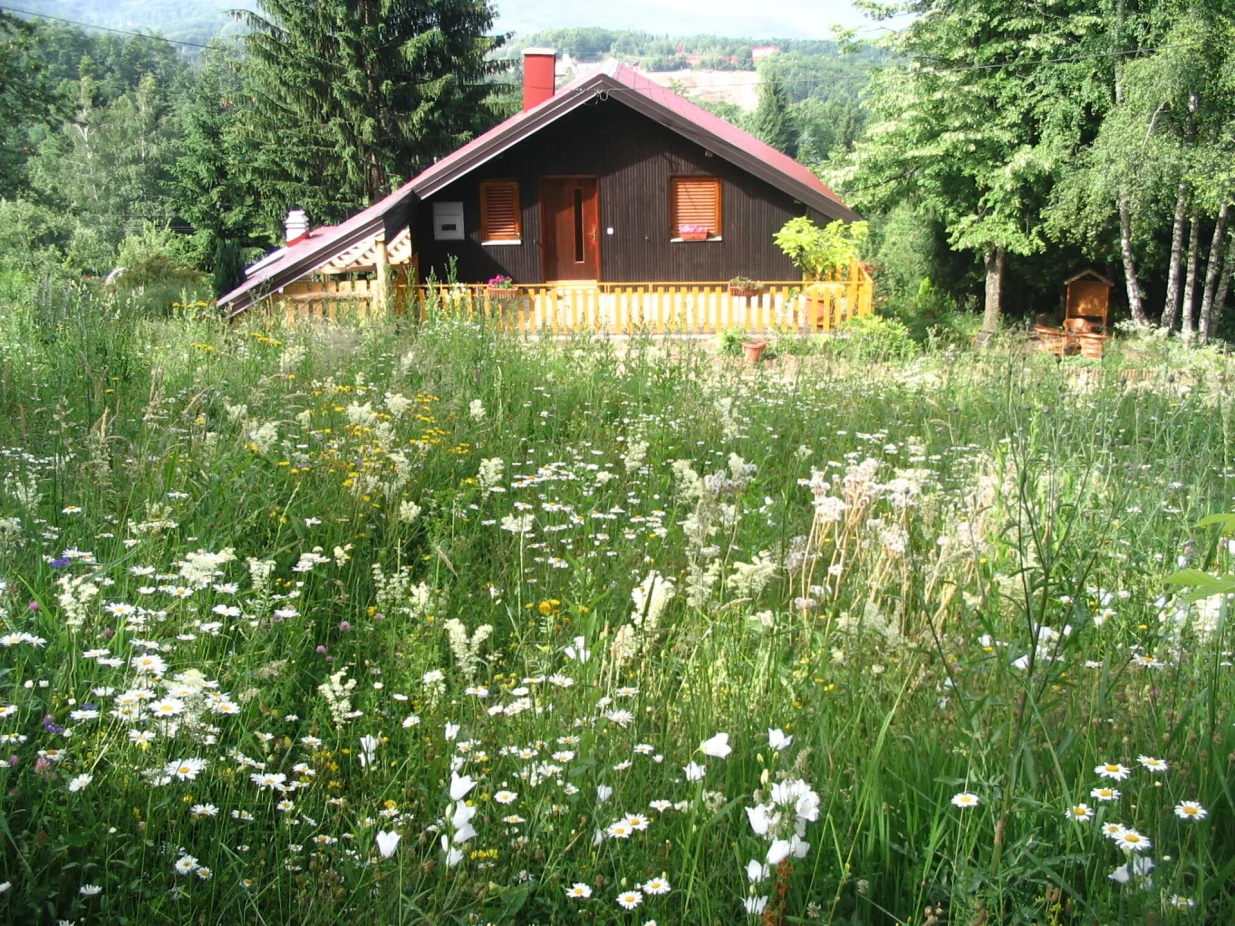 Cvjetajuće livade su raj za pčele/