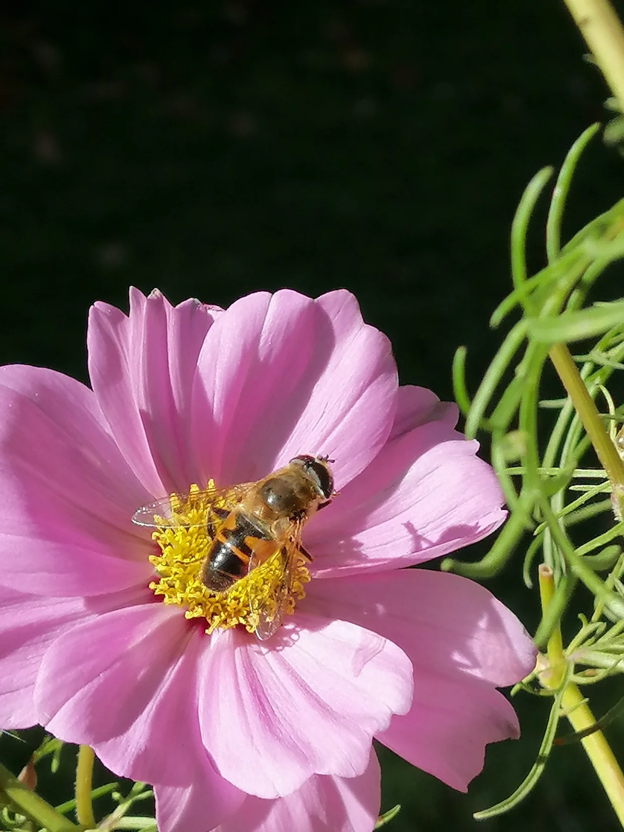 Kozmos ili uresnica, jednogodišnja ljepotica koju vole pčele/