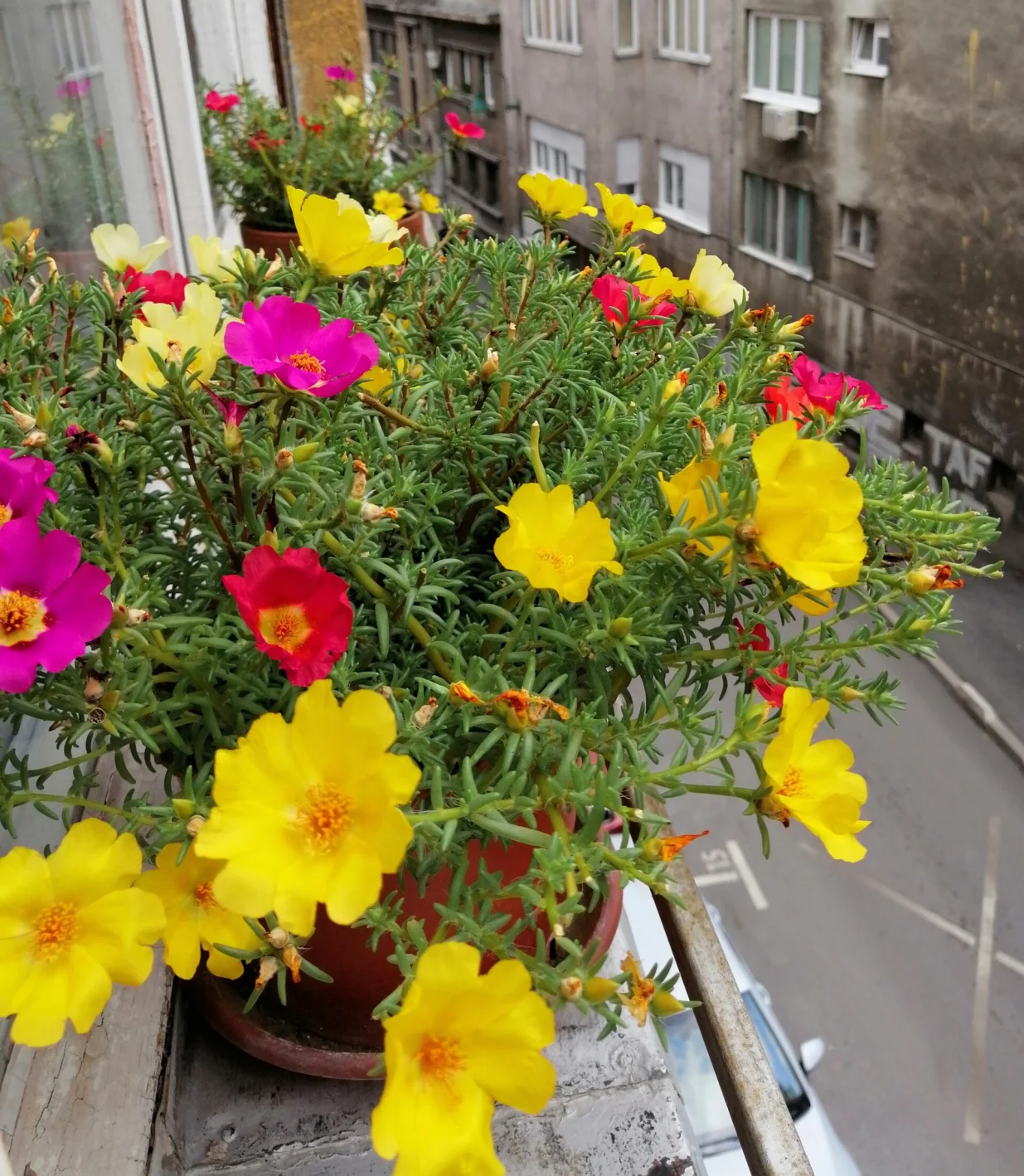 Prkos rado obilaze pčele/