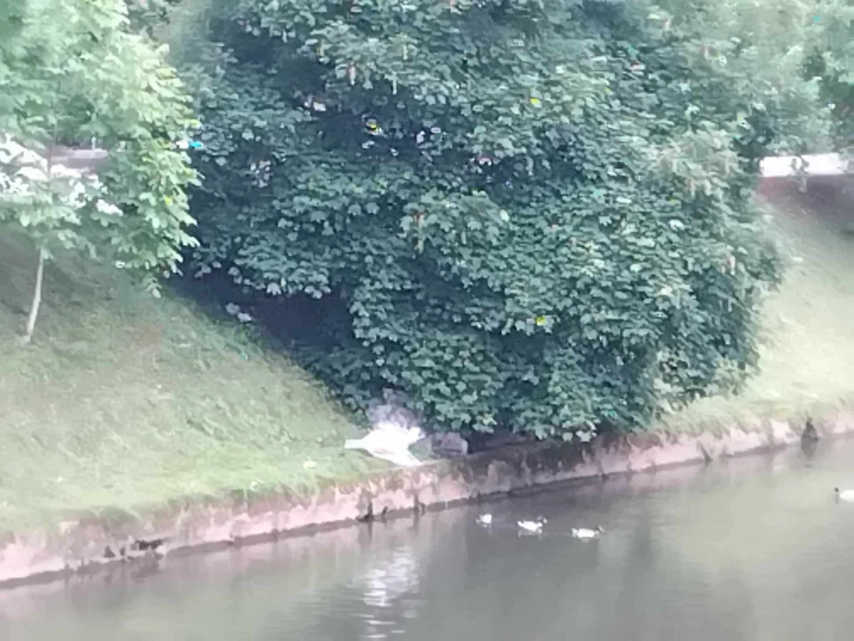 Smeće u koritu Miljacke/Tanja Cerić/