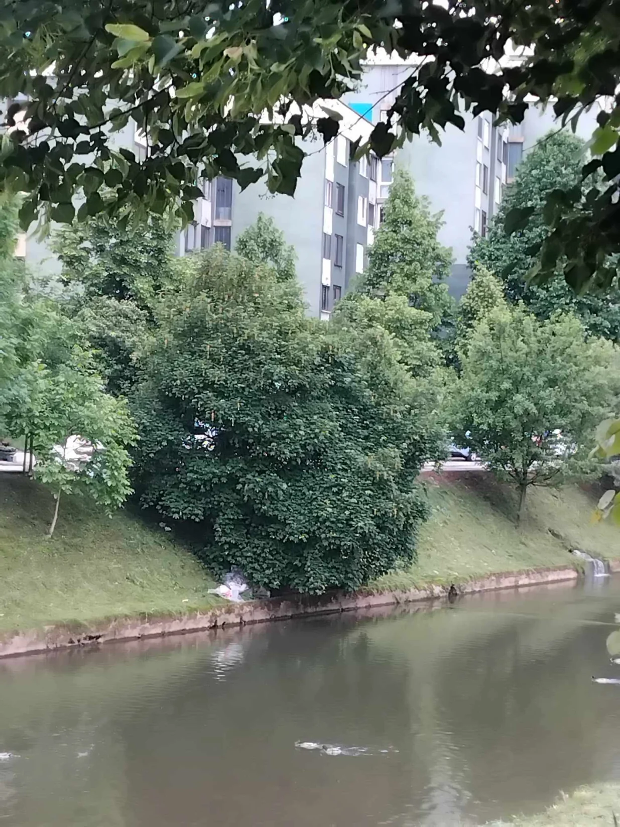 Smeće u koritu Miljacke/Tanja Cerić/