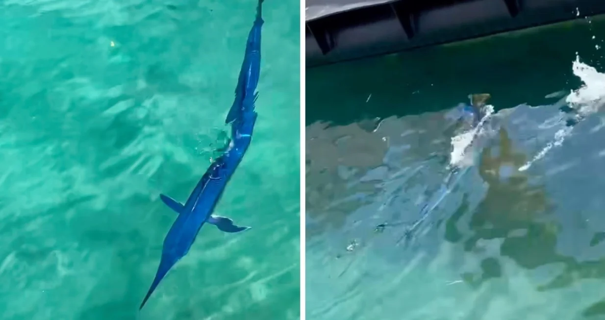 iglan, riba, makarska, hrvatska/Screenshot