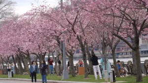 NEW YORK, SJEDINJENE AMERIДЊKE DRЕЅAVE - 4. APRIL: Stabla treЕЎnje Yoshino, poznate japanske treЕЎnje, cvjetaju u Hunter's Point South Parku, Long Island City, Queens s pogledom na Manhattan, New York, Sjedinjene AmeriДЌke DrЕѕave 04. aprila 2025. Prizori cvjetanja japanske treЕЎnje daju poseban ДЌar krajolicima, pa ДЌak i u najveД‡im gradovima svijeta, ruЕѕiДЌaste oaze izmeД'u betona i stakla.  (SelГ§uk Acar - Anadolu Agency)/