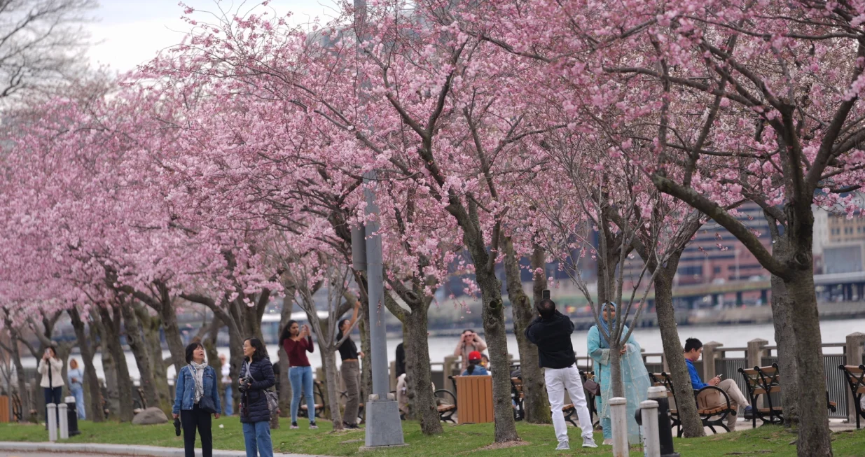 NEW YORK, SJEDINJENE AMERIДЊKE DRЕЅAVE - 4. APRIL: Stabla treЕЎnje Yoshino, poznate japanske treЕЎnje, cvjetaju u Hunter's Point South Parku, Long Island City, Queens s pogledom na Manhattan, New York, Sjedinjene AmeriДЌke DrЕѕave 04. aprila 2025. Prizori cvjetanja japanske treЕЎnje daju poseban ДЌar krajolicima, pa ДЌak i u najveД‡im gradovima svijeta, ruЕѕiДЌaste oaze izmeД'u betona i stakla.  (SelГ§uk Acar - Anadolu Agency)/