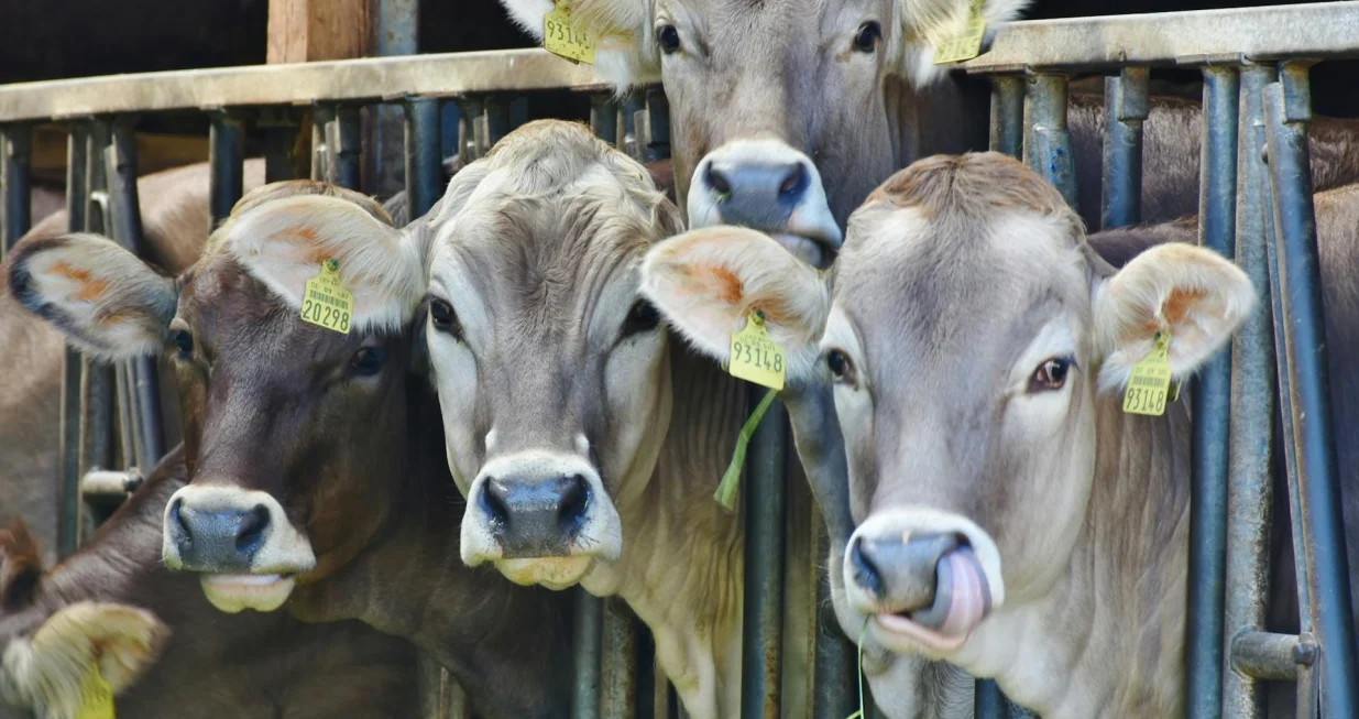 Ilustracija/ Pexels/