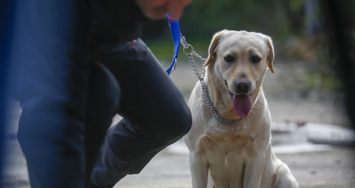 Demonstracija K9 GGS/Damir Deljo